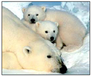 Polar bear image