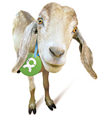 Oxfam America Unwrapped - Goat