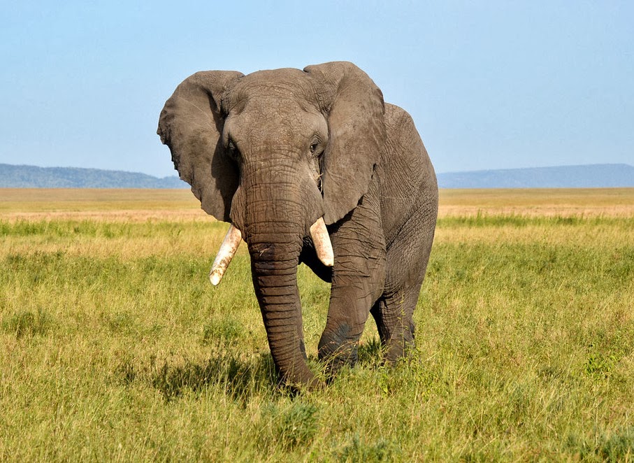 Saving elephants with the Wildlife Conservation Society