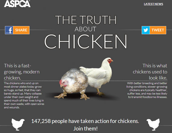 ASPCA-Truth-About-Chicken