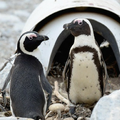 How We Used Kickstarter to Save Penguins