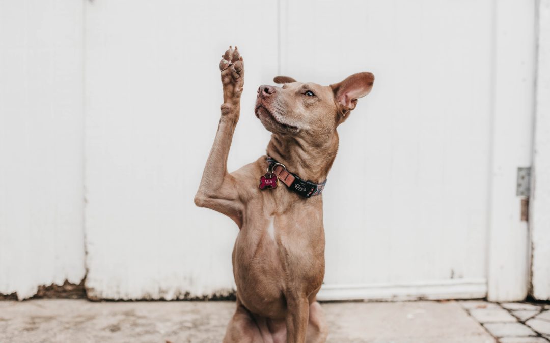 Raise your hand if you want a better volunteer program